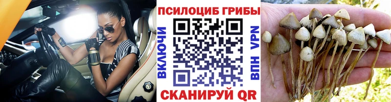 Купить где  Фёдоровский  Псилоцибиновые грибы прущие грибы 